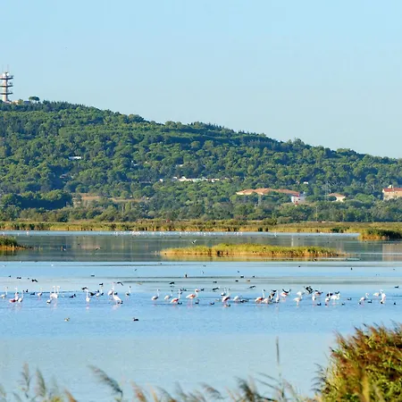 La Palme D'or-20 By Interhome Apartment Agde